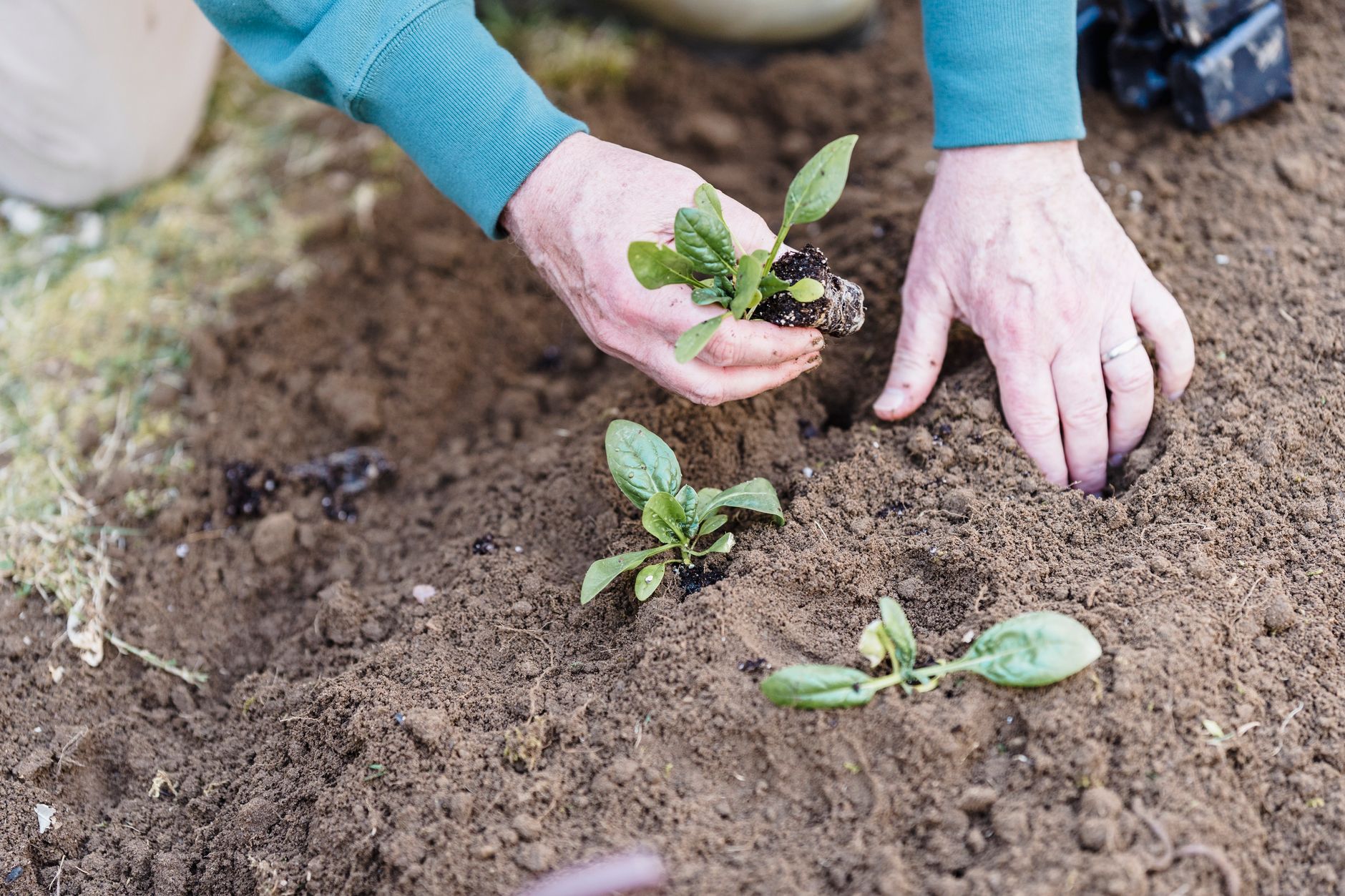 Close-up of hands planting seedlings in outdoor soil