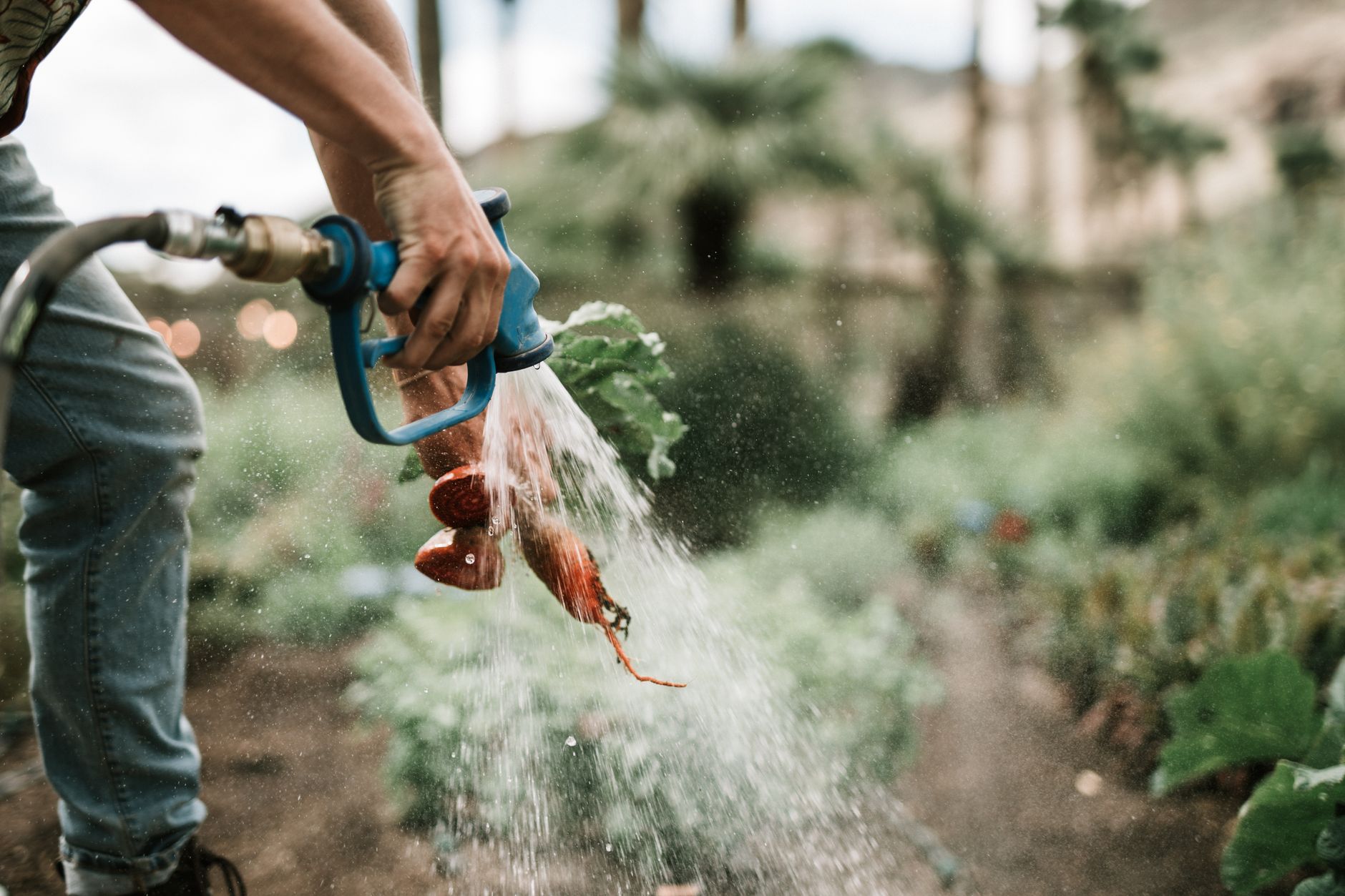 Close-up of hand washing freshly harvested carrots with a hose on a farm.