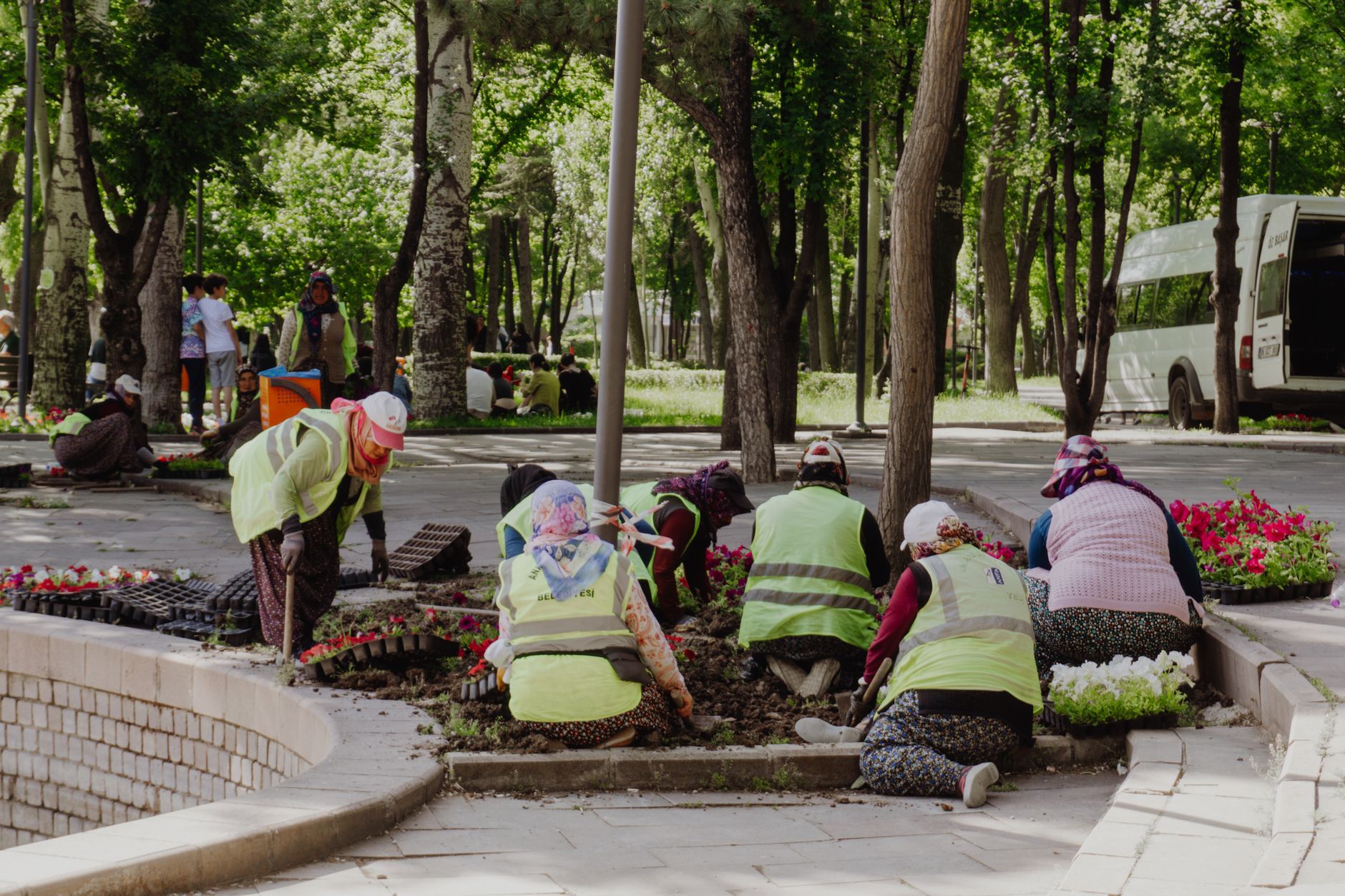 Volunteers planting flowers together in a sunny garden bed